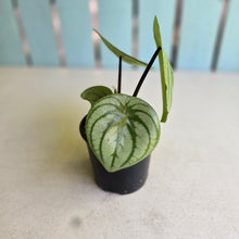 Load image into Gallery viewer, #R2 Peperomia Argyreia 'Silver Watermelon'
