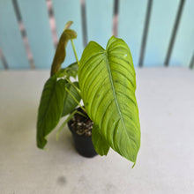 Load image into Gallery viewer, #R48 Two x Headed Philodendron Tenue