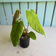 Load image into Gallery viewer, #R48 Two x Headed Philodendron Tenue