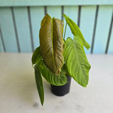 Load image into Gallery viewer, #R48 Two x Headed Philodendron Tenue