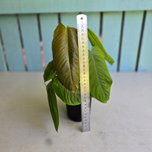 Load image into Gallery viewer, #R48 Two x Headed Philodendron Tenue