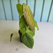 Load image into Gallery viewer, #R48 Two x Headed Philodendron Tenue