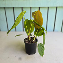 Load image into Gallery viewer, #R48 Two x Headed Philodendron Tenue