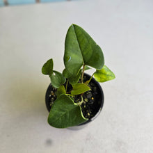 Load image into Gallery viewer, #D15 Two x Anthurium Cerrobaulense