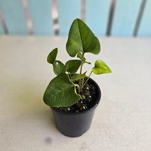 Load image into Gallery viewer, #D15 Two x Anthurium Cerrobaulense