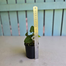 Load image into Gallery viewer, #D15 Two x Anthurium Cerrobaulense