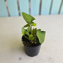 Load image into Gallery viewer, #D15 Two x Anthurium Cerrobaulense