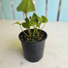 Load image into Gallery viewer, #D15 Two x Anthurium Cerrobaulense