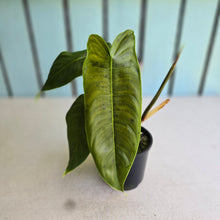 Load image into Gallery viewer, #RD24 Philodendron Sharoniae