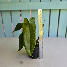 Load image into Gallery viewer, #RD24 Philodendron Sharoniae
