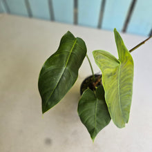 Load image into Gallery viewer, #RD24 Philodendron Sharoniae