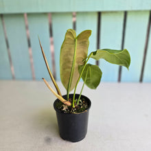 Load image into Gallery viewer, #RD24 Philodendron Sharoniae