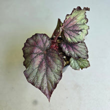 Load image into Gallery viewer, #R7 Begonia Sugar Plum Fairy