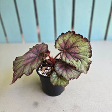 Load image into Gallery viewer, #R7 Begonia Sugar Plum Fairy