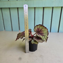 Load image into Gallery viewer, #R7 Begonia Sugar Plum Fairy
