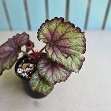 Load image into Gallery viewer, #R7 Begonia Sugar Plum Fairy