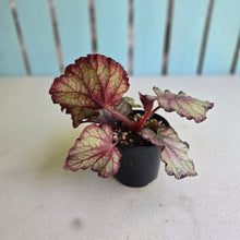 Load image into Gallery viewer, #R7 Begonia Sugar Plum Fairy
