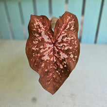 Load image into Gallery viewer, #RB10 Caladium