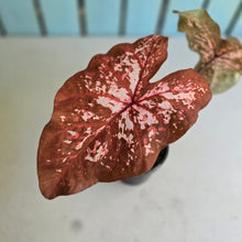Load image into Gallery viewer, #RB10 Caladium