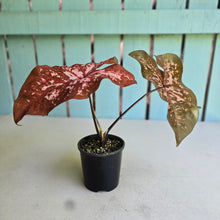 Load image into Gallery viewer, #RB10 Caladium
