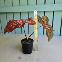 Load image into Gallery viewer, #RB10 Caladium