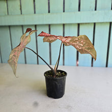Load image into Gallery viewer, #RB10 Caladium