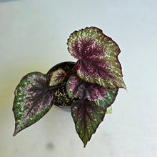 Load image into Gallery viewer, #R168 Begonia Plum Paisley