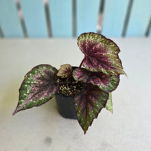 Load image into Gallery viewer, #R168 Begonia Plum Paisley