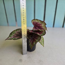 Load image into Gallery viewer, #R168 Begonia Plum Paisley