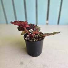 Load image into Gallery viewer, #R168 Begonia Plum Paisley