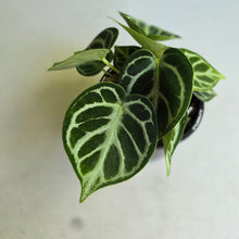 Load image into Gallery viewer, #RS2 Multi-headed Anthurium Dorayaki