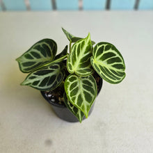 Load image into Gallery viewer, #RS2 Multi-headed Anthurium Dorayaki