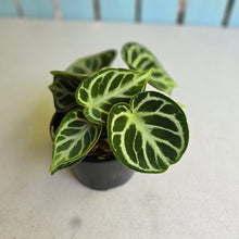 Load image into Gallery viewer, #RS2 Multi-headed Anthurium Dorayaki