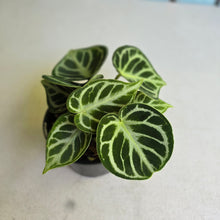 Load image into Gallery viewer, #RS2 Multi-headed Anthurium Dorayaki