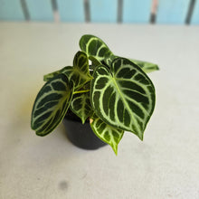 Load image into Gallery viewer, #RS2 Multi-headed Anthurium Dorayaki