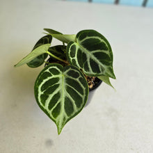 Load image into Gallery viewer, #RS2 Multi-headed Anthurium Dorayaki