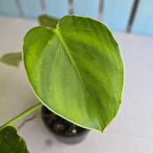 Load image into Gallery viewer, #RA17 Philodendron Rugosum
