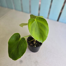 Load image into Gallery viewer, #RA17 Philodendron Rugosum
