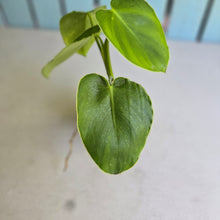 Load image into Gallery viewer, #RA17 Philodendron Rugosum