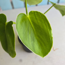 Load image into Gallery viewer, #RA17 Philodendron Rugosum