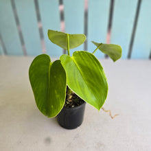 Load image into Gallery viewer, #RA17 Philodendron Rugosum