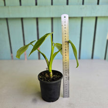 Load image into Gallery viewer, #RA17 Philodendron Rugosum