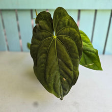 Load image into Gallery viewer, #D84 Anthurium Papillilaminum x Dressleri - Strong Dress Genes