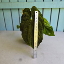 Load image into Gallery viewer, #D84 Anthurium Papillilaminum x Dressleri - Strong Dress Genes