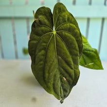Load image into Gallery viewer, #D84 Anthurium Papillilaminum x Dressleri - Strong Dress Genes