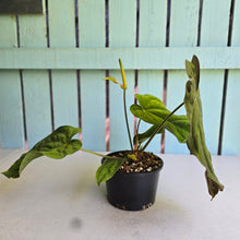 Load image into Gallery viewer, #D84 Anthurium Papillilaminum x Dressleri - Strong Dress Genes