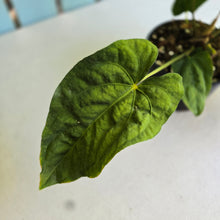 Load image into Gallery viewer, #D84 Anthurium Papillilaminum x Dressleri - Strong Dress Genes