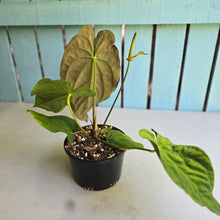 Load image into Gallery viewer, #D84 Anthurium Papillilaminum x Dressleri - Strong Dress Genes