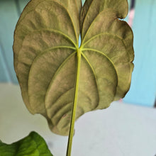 Load image into Gallery viewer, #D84 Anthurium Papillilaminum x Dressleri - Strong Dress Genes