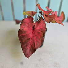 Load image into Gallery viewer, #RB15 Caladium